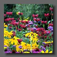 Verveine de Buenos-AiresVerbena bonariensis ,Rudbeckia 'Herbstonne', Monarda (le jardin de la poterie Hillen) www.poterie.fr